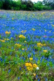 19flowers17.jpg