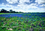 20flowers17.jpg