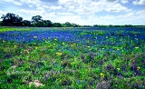 21flowers17.jpg