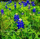 22flowers17.jpg
