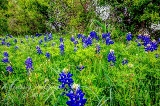 23flowers17.jpg