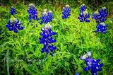24flowers17.jpg