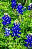 27flowers17.jpg