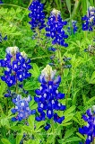 28flowers17.jpg