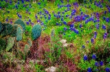 29flowers17.jpg
