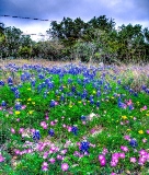 30flowers17.jpg