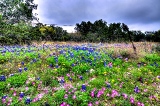 31flowers17.jpg