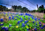 32flowers17.jpg