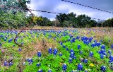 33flowers17.jpg