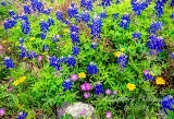 34flowers17.jpg
