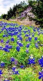35flowers17.jpg