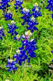 36flowers17.jpg