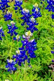 37flowers17.jpg