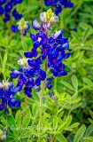 38flowers17.jpg