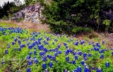 39flowers17.jpg