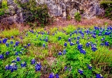 41flowers17.jpg