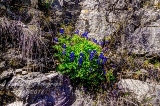 43flowers17.jpg