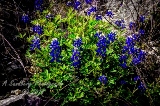 44flowers17.jpg