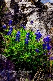 45flowers17.jpg