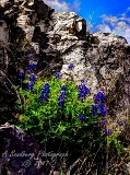 46flowers17.jpg