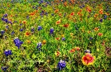 48flowers17.jpg