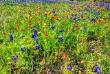49flowers17.jpg