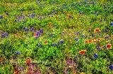 50flowers17.jpg