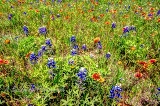 51flowers17.jpg