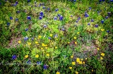 52flowers17.jpg
