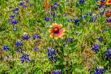 53flowers17.jpg