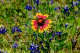 55flowers17.jpg