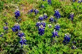 56flowers17.jpg