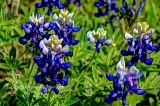 57flowers17.jpg