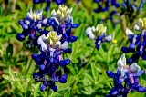 58flowers17.jpg