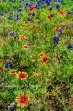59flowers17.jpg