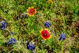 62flowers17.jpg