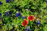 63flowers17.jpg