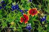 64flowers17.jpg