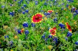 67flowers17.jpg