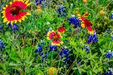 68flowers17.jpg