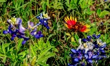 69flowers17.jpg