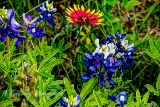 71flowers17.jpg
