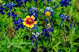73flowers17.jpg