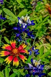 74flowers17.jpg