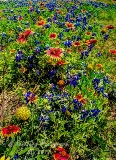 75flowers17.jpg