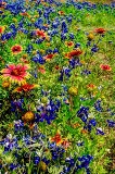 76flowers17.jpg