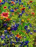 77flowers17.jpg