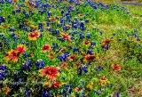 78flowers17.jpg