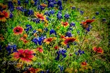 79flowers17.jpg