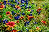 80flowers17.jpg